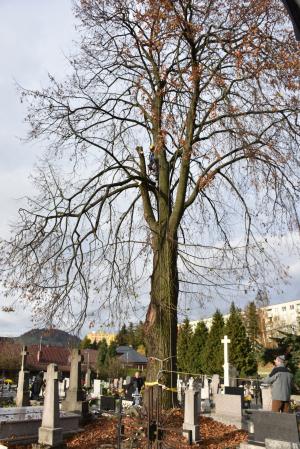 Opiľovanie  a výsadba stromov