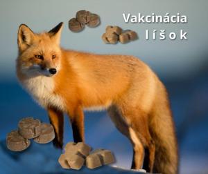 Vakcinácia líšok  1